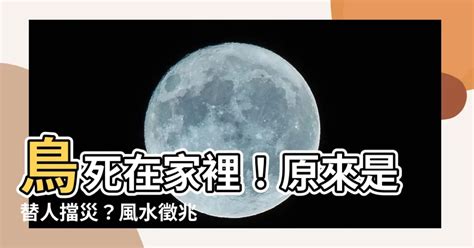 鳥死在門口|鳥死在家門口的風水征兆 替人擋災仍需當心